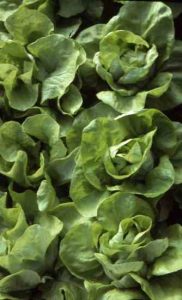 Grow Lettuce and Enjoy Your Own Salad Greens Image